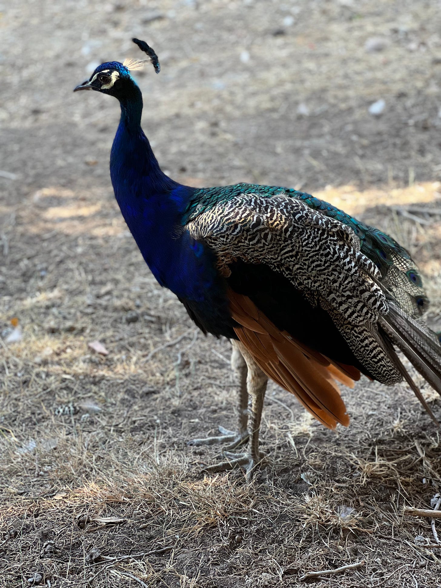 A peacook with deep blue and green and brown plumage