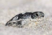 Sea turtle - Wikipedia