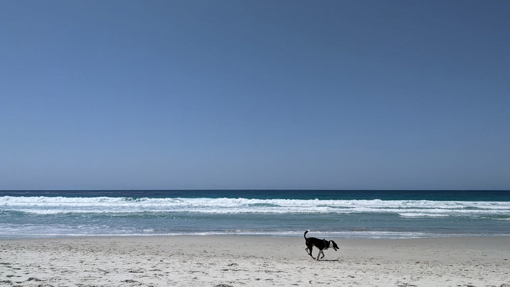 A photo of a dog running on the beach in California