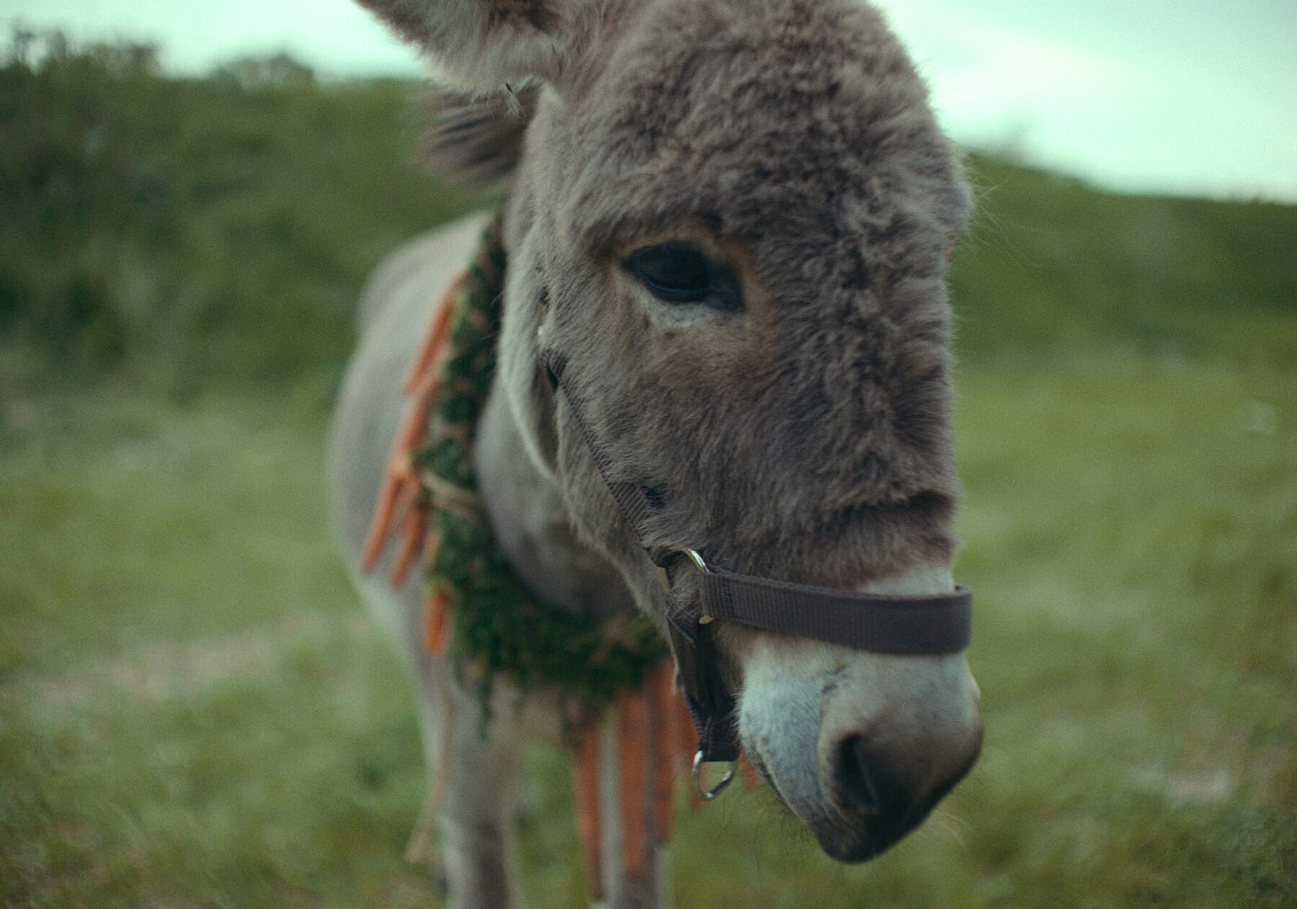 The Charming Star With Soulful Eyes Happens to Be a Donkey - The New York  Times