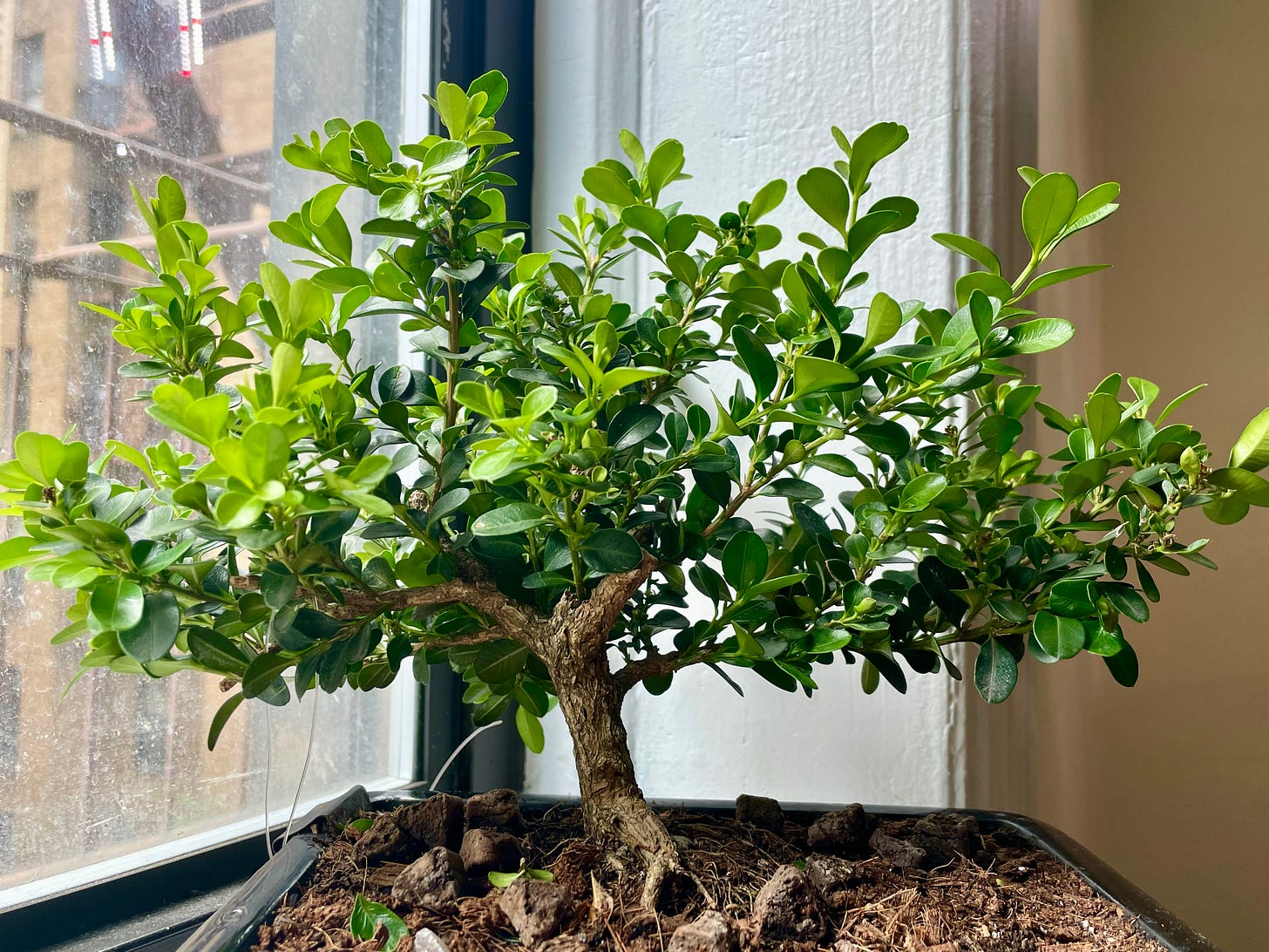 ID: Photo of a boxwood tree in a bonsai pot, short and squat with ample tufts of foliage.