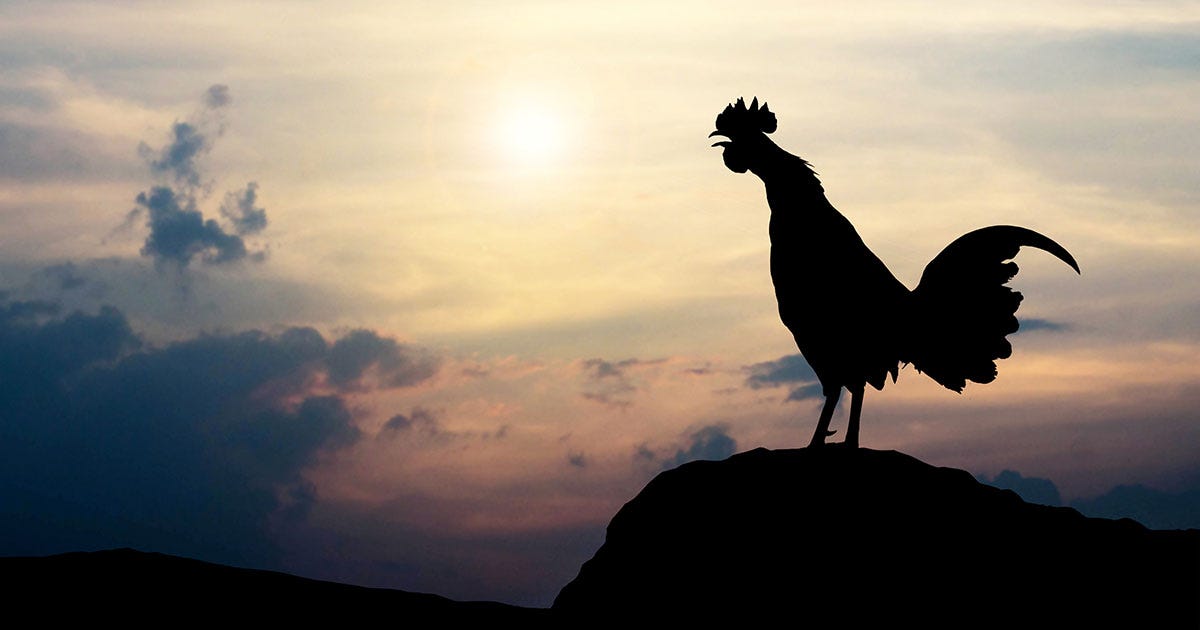The Legend of the Black Rooster, the Symbol of the Chianti Classico