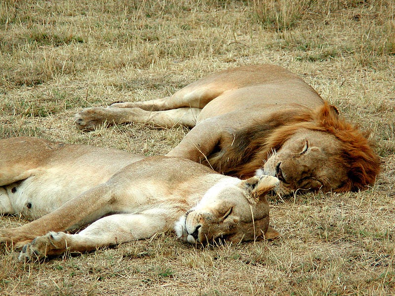 File:Lion and lioness sleeping.JPG