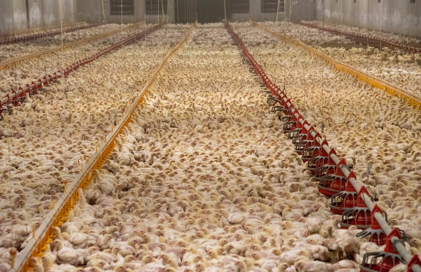 What Really Happens on a Chicken Farm?