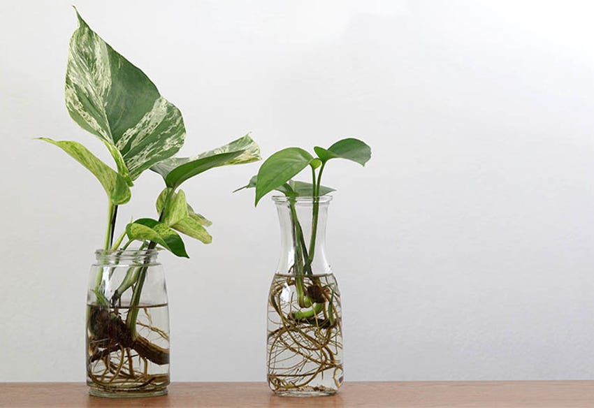 Experiment with indoor plants and water - The Barossa Co-op