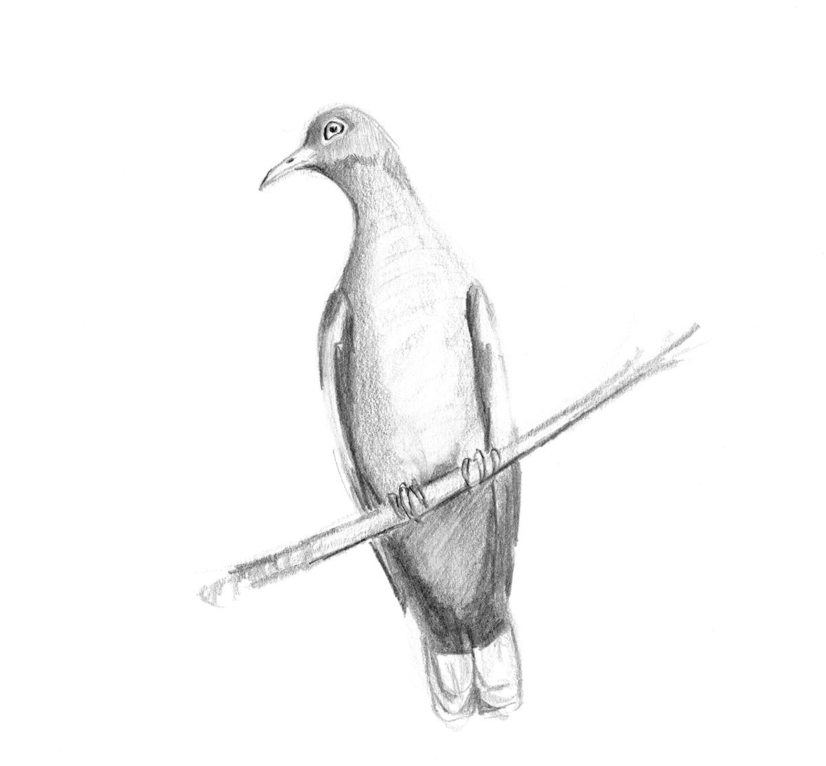 Illustration of a white-winged dove.