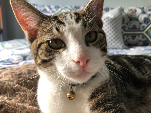 Theodore Bubbles, who belongs to loyal reader Rae, enjoys full-contact cuddling, being mesmerized by the washing machine, watching golf on tv, and making biscuits. Want your pet to appear in The Highlighter? hltr.co/pets