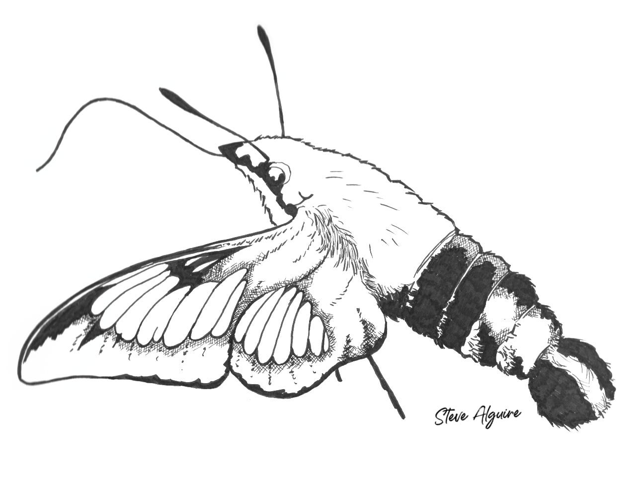 Ink drawing of a long, sturdy moth with plenty of fuzz.