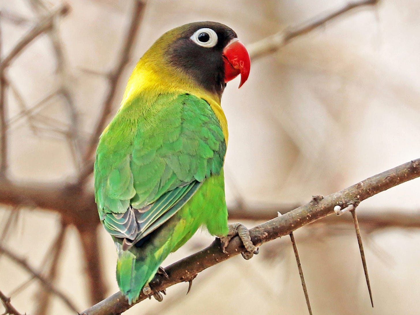 Yellow-collared Lovebird - eBird