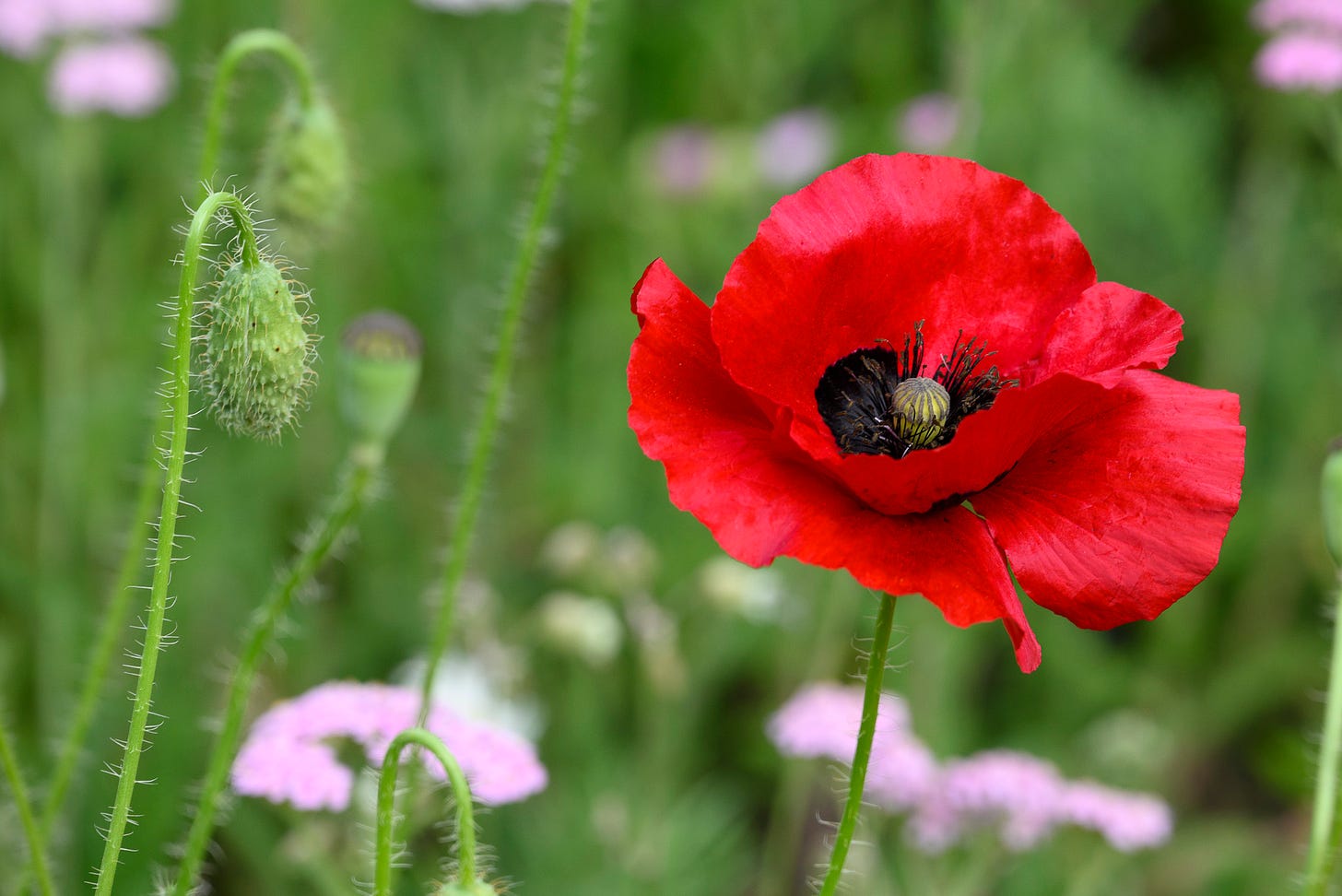 a single red poppy with pink flowers and buds blurred in the green background