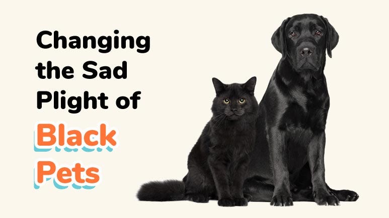 changing sad plight black pets