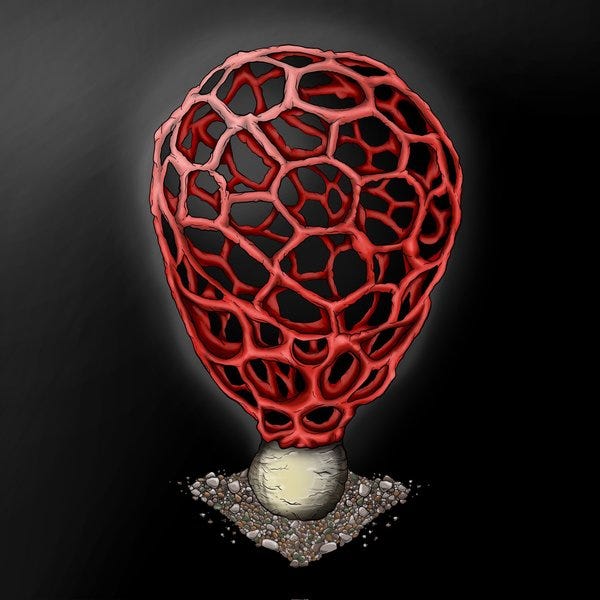 Clathrus sp.. Descrição da Imagem: Em um chão de cascalho e sob um fundo preto, aparece uma forma branca e arredondada. No topo dessa forma cresce uma rede grande e vazada, com tons de vermelho, que se interligam de muitas maneiras e em um formato de bexiga.