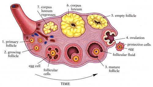 File:Anatomy of the ovaries.jpg - Wikimedia Commons