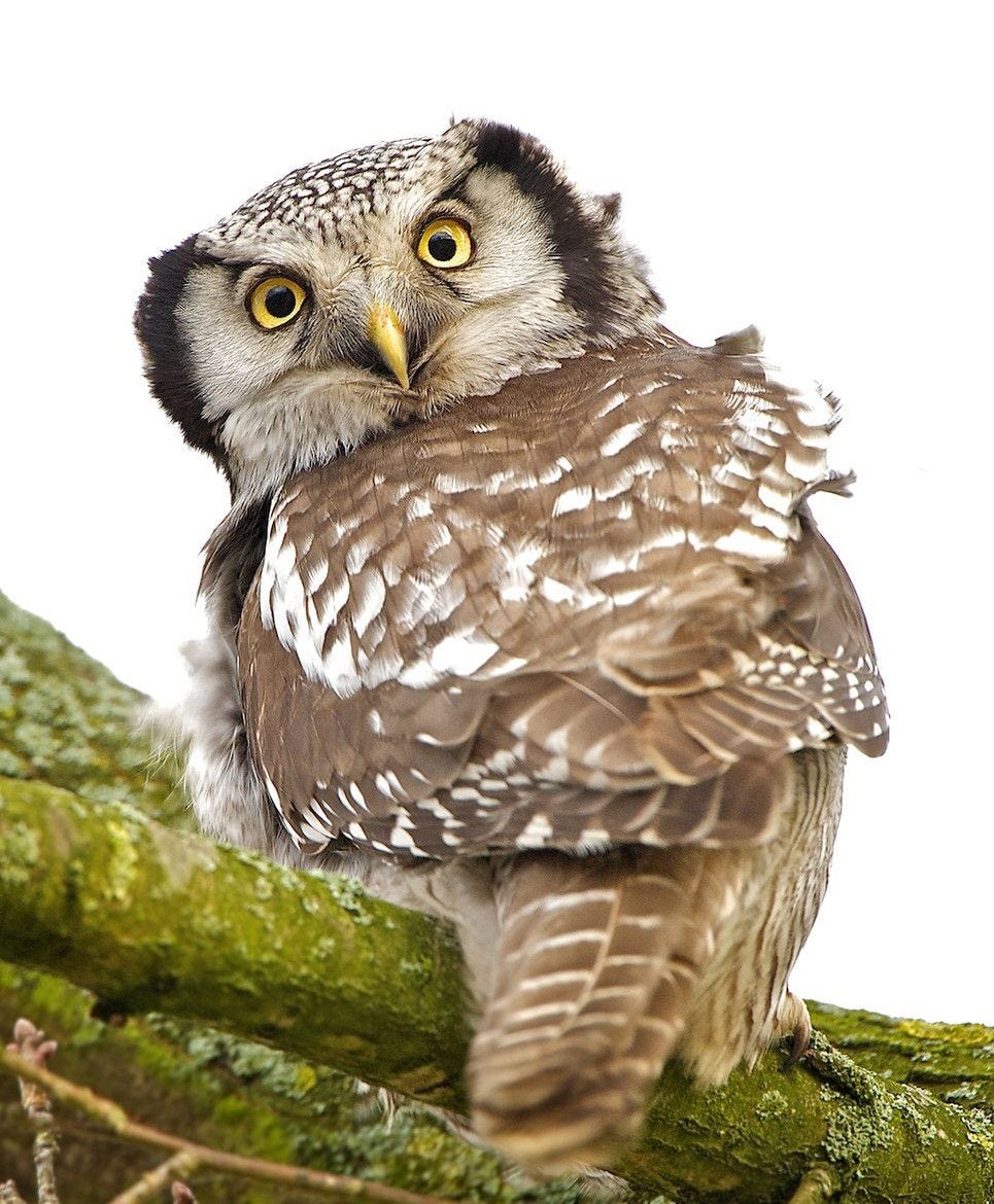 Owl looking backwards