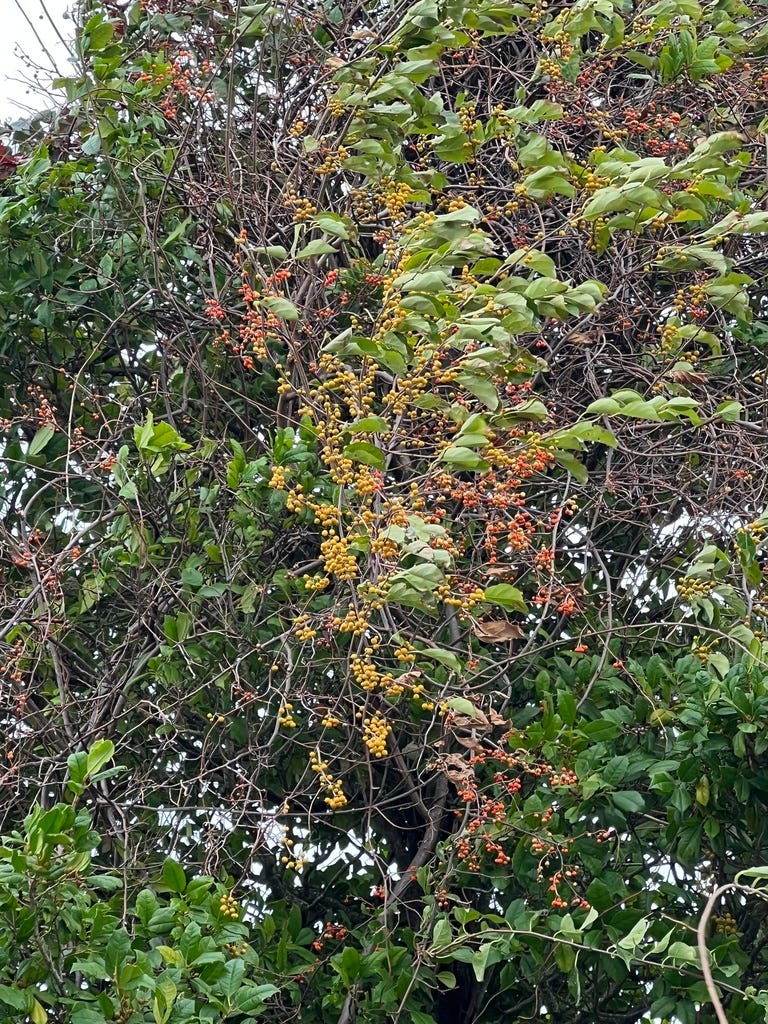 a hanging vine with yellow-green leaves and bright yellow berries, some beginning to shed their casing to reveal a red interior