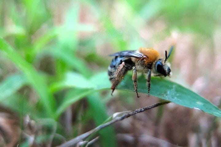 Image of female hoary squash bee on leaf.