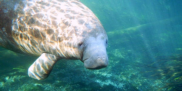 West Indian Manatee | National Wildlife Federation