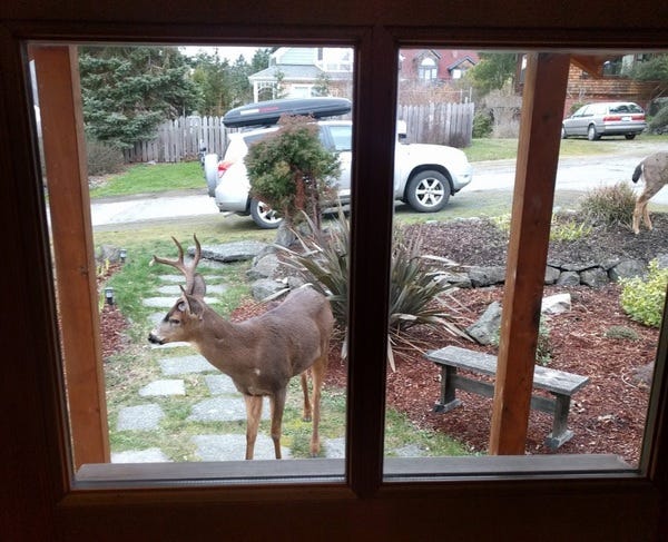 Deery, who belongs to loyal subscribers Ben and Julie, would like to come inside the house. Do you have a pet who should appear in The Highlighter? Nominate your pet today at j.mp/nominatepet.