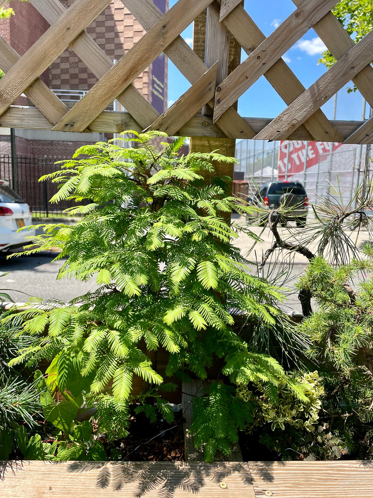 ID: Photo of fluffy dawn redwood tree in the sun.