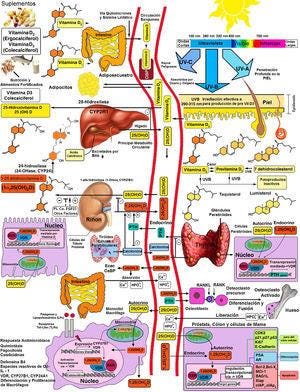 Representación esquemática de la síntesis y metabolismo de la vitamina D para funciones esqueléticas y no esqueléticas. 1-OHase: 1α-hidroxilasa de 25 (OH) D; 24-OHasa: 24 hidroxilasa; 25(OH)D: 25-hidroxivitamina D; 1,25(OH)2D: 1,25-dihidroxivitamina D; CaBP: proteína de unión al calcio; DBP: proteína de unión a vitamina D; ECaC: canal de calcio epitelial; FGF-23: factor de crecimiento de fibroblasto-23; PTH: hormona paratiroidea; RANK: receptor activador del factor nuclear kB, (NFkB); RANKL: ligando del receptor activador del NFkB; RXR: receptor del ácido retinoico; TLR2/1: receptor Toll-like 2/1; VDR: receptor de vitamina D; Vitamina D: vitamina D2 o D3. ©Copyright Holick MF, 2013, coautor del presente trabajo99.