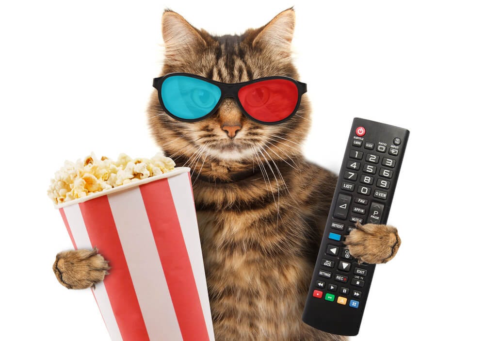 Can Cats Eat Popcorn and Still Be Healthy? Here What Experts Say