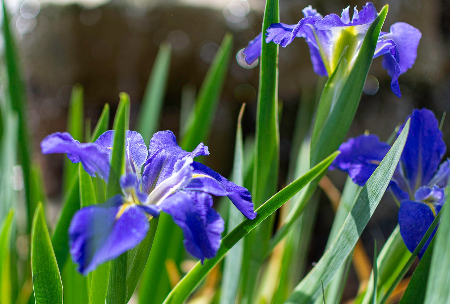 three purple iris with green stems and a blurred background