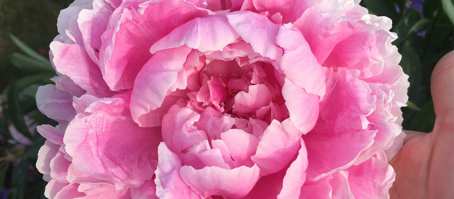 Close-up photo of an immense pink peony blossom