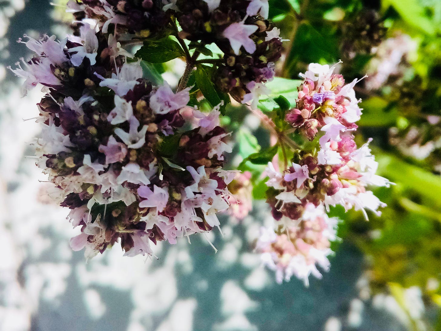 Milkweed blossom