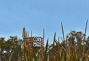 corn mazes