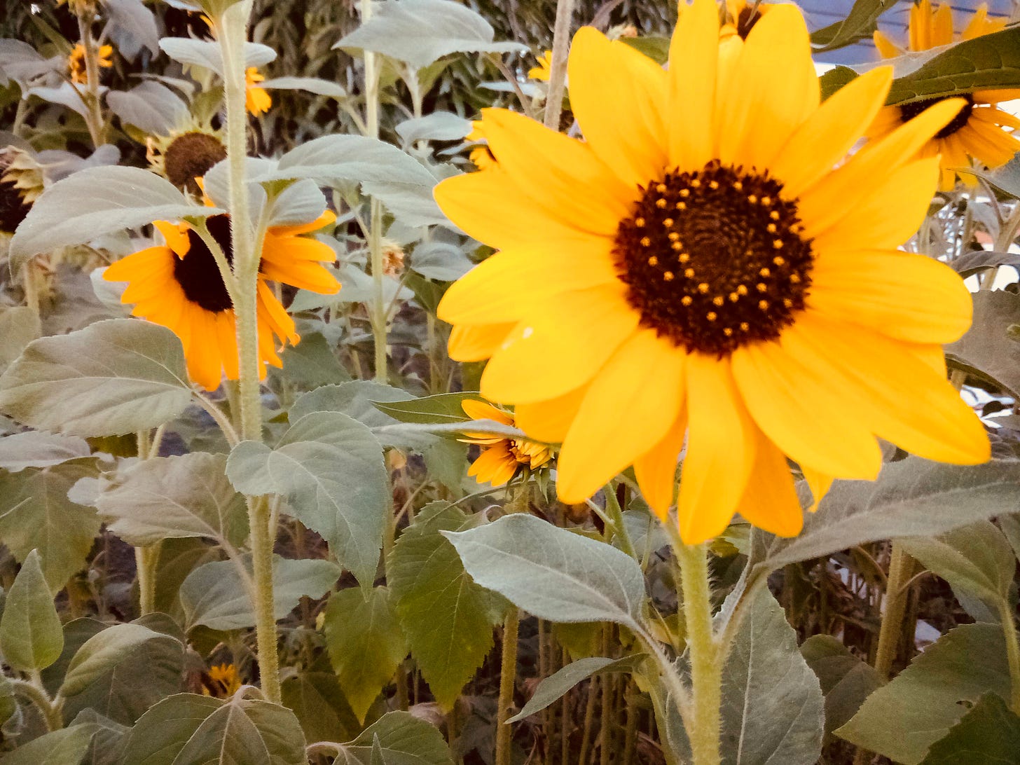 Sunflowers