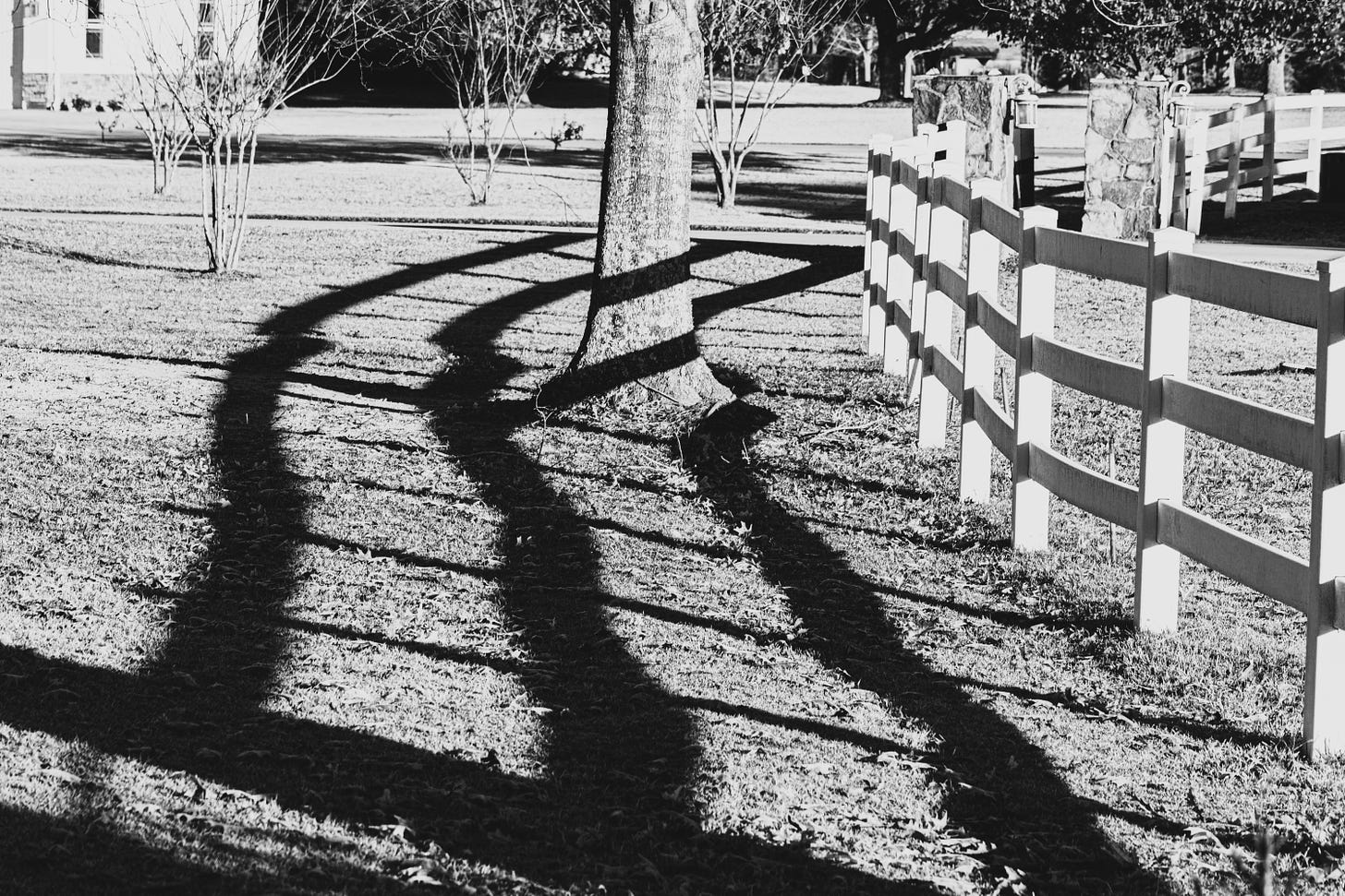 black and white photo of a white fence and the trunk of an oak tree with the shadow of the fence cutting across the lawn and around the tree