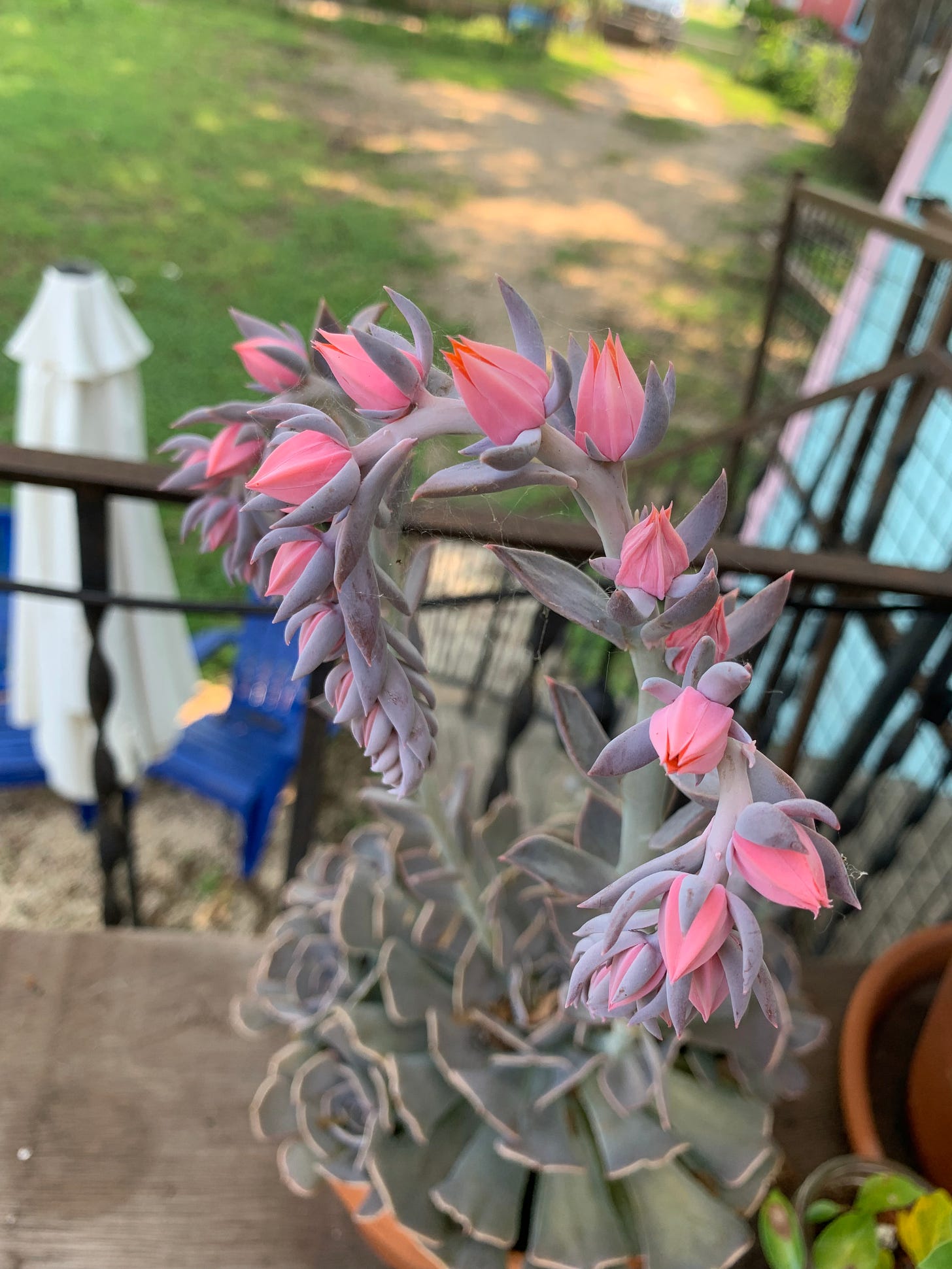 A succulent blooms with bright pink flowers
