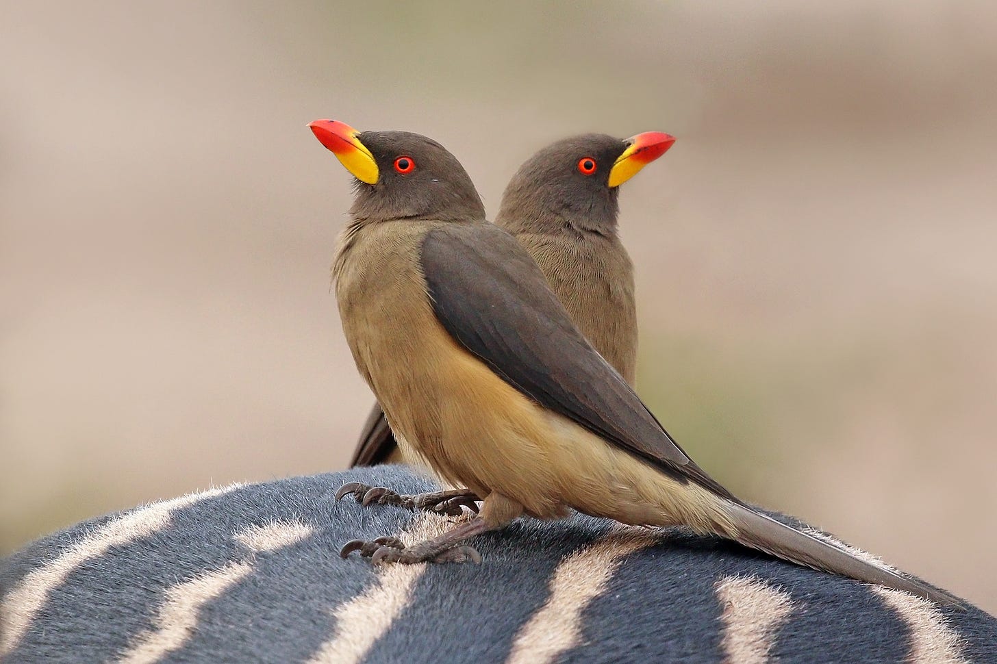 Oxpecker - Wikipedia