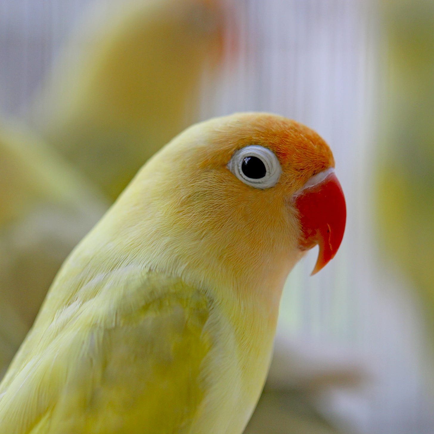 Love Bird (hand fed) Yellow with Red Beak - Fly Babies Aviary