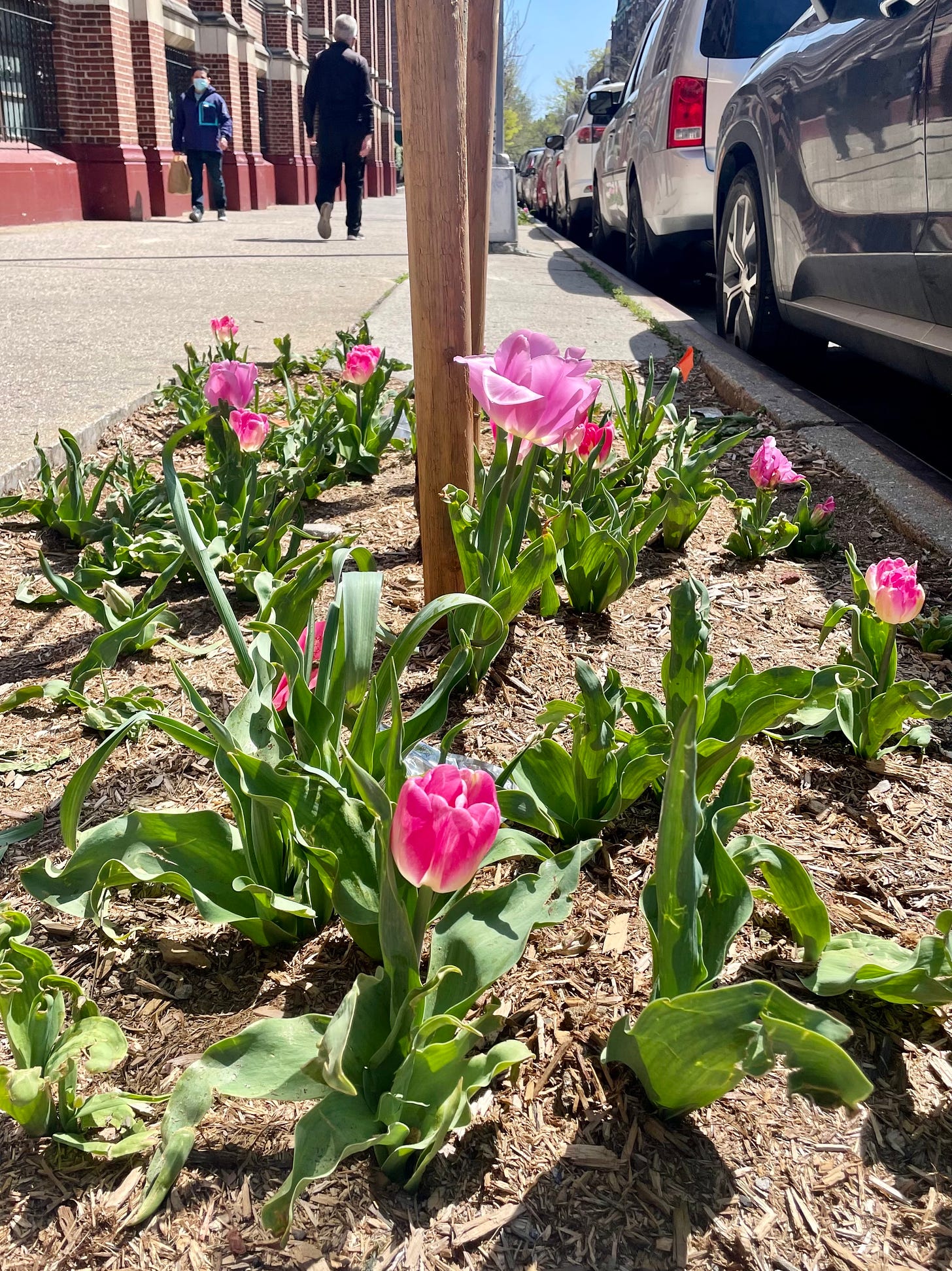 ID: Photo of a street tree bed with pink flowering bulbs popping out of the mulch.