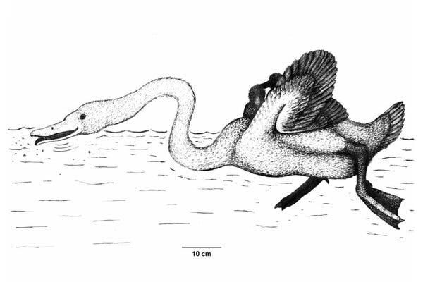 An artist’s reconstruction of Annakacygna hajimei, an 11 million-year-old relative to modern-day swans.