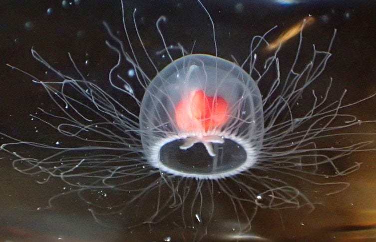 Immortal jellyfish: the secret to cheating death | Natural History Museum