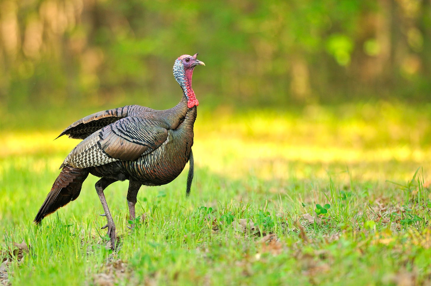 Body Language of Wild Turkeys – Bowhunting.Net