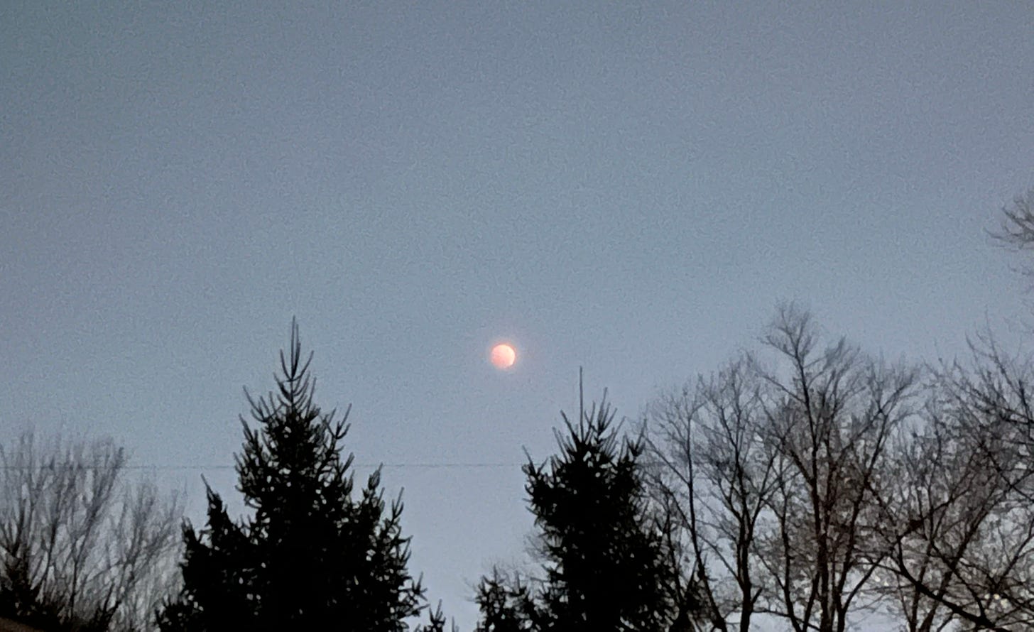 A lunar eclipse taking place above a group of pine and other trees