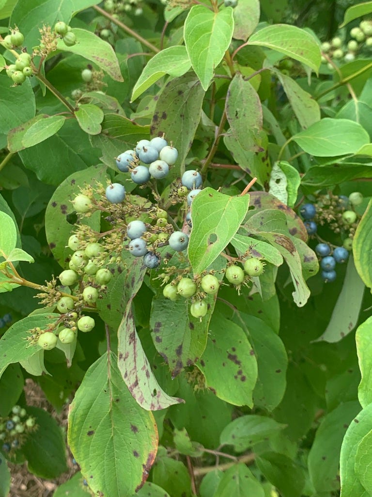 Green leaves with clumps of green, light blue/grey, and darker blue berries on the ends of stems.