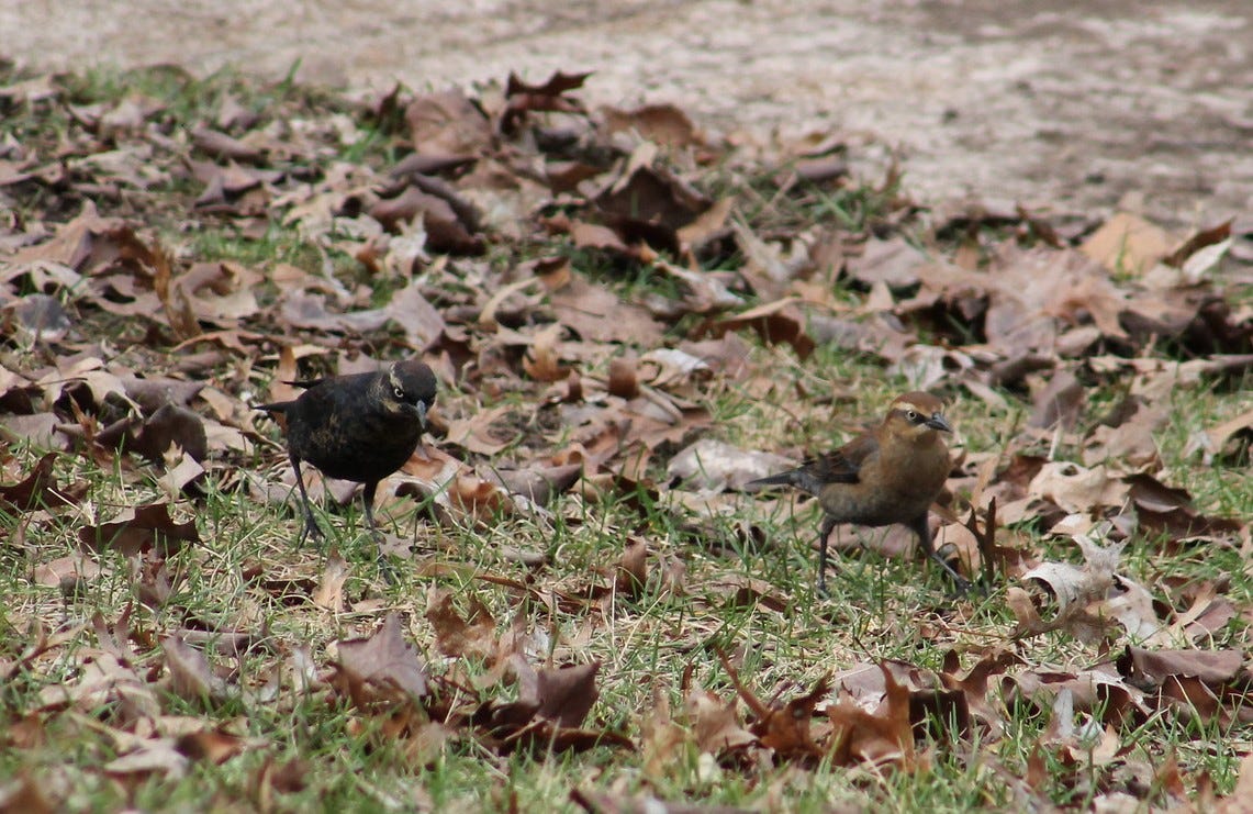 Two Rusty Blackbirds, male and female, foraging in oak leaves on the ground