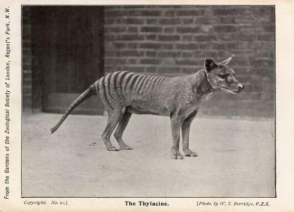 Tasmanian Tiger or Thylacine (Thylacinus cynocephalus) (Photos Prints  Framed...) #14344932