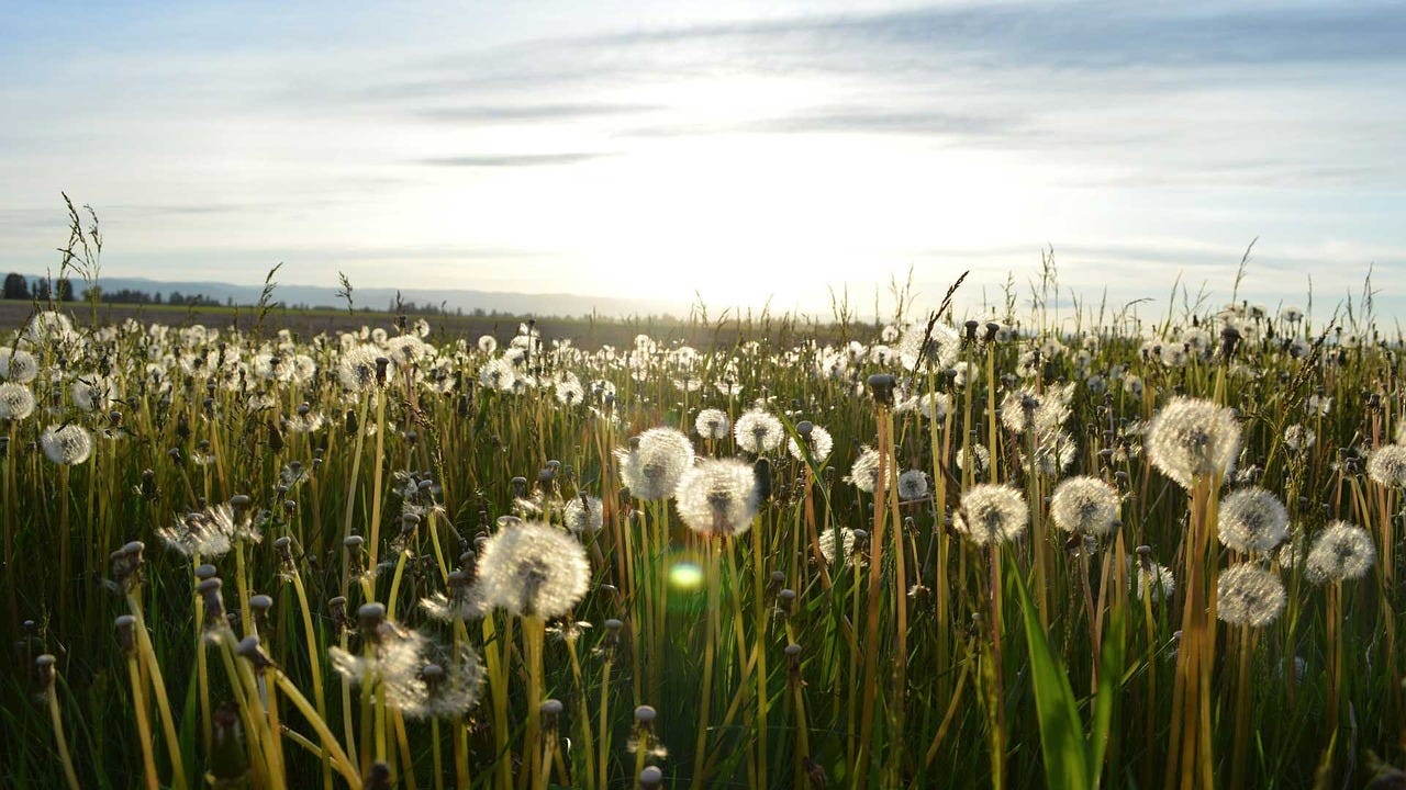 A field of half-blown dandelion seed heads and other weeds.