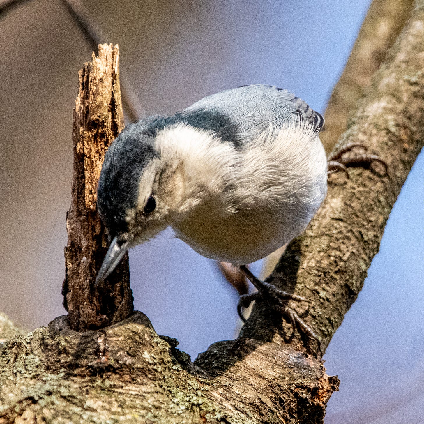 White-breasted nuthatch, in close-up, standing on a diagonal branch and inspecting something below it