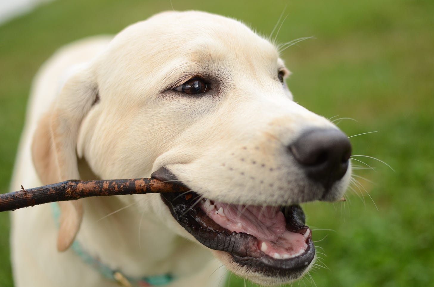 A yellow Labrador retriever puppy smiles and chews on a stick.