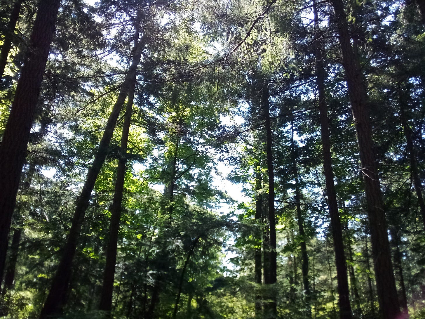 Sunshine filtered through tall pine trees