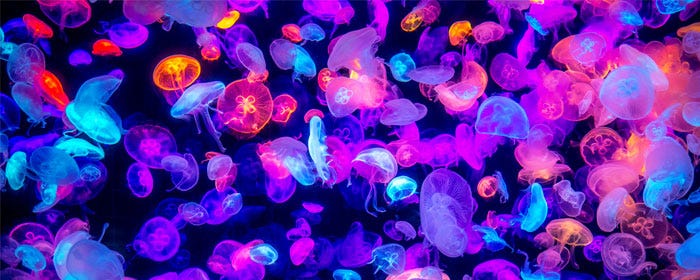 Watch as jellyfish float and wander around at SeaWorld Orlando (Photo: iStock)
