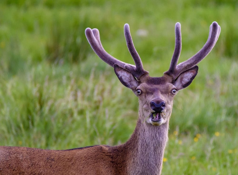 See Wildlife's Sillier Side, Captured by Photo Contest Finalists | Live  Science