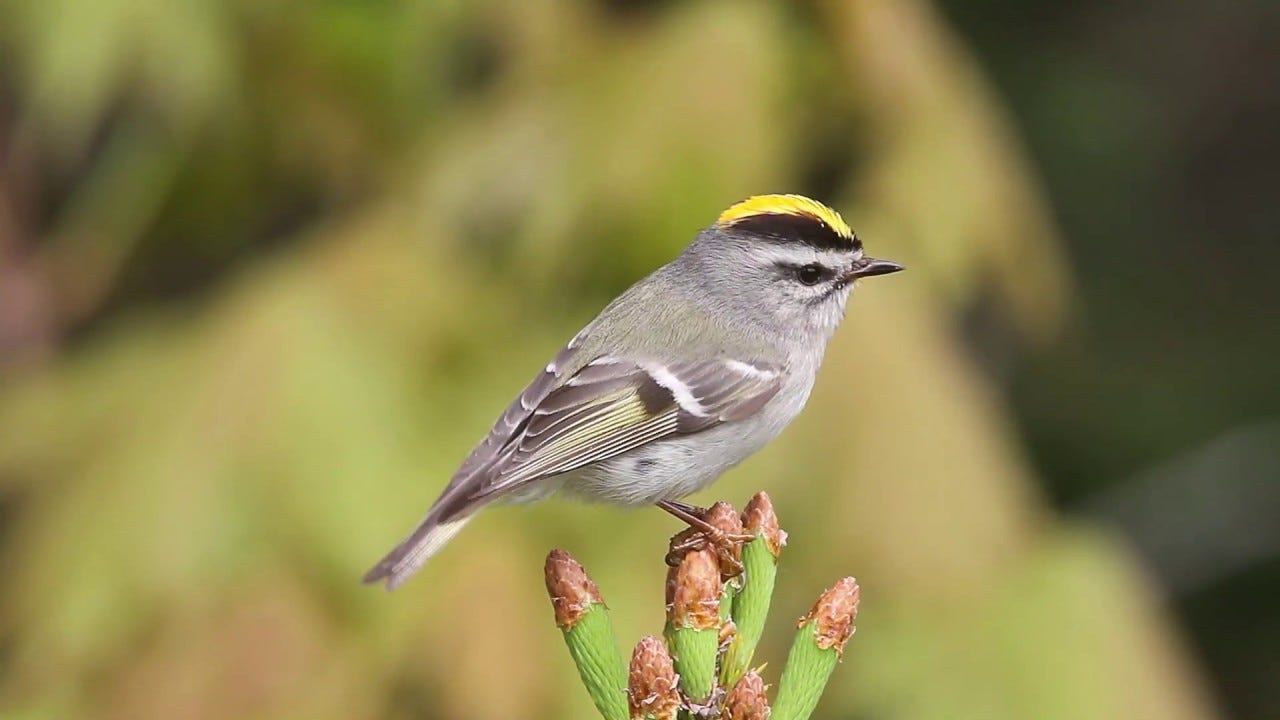 Golden-crowned Kinglet - American Bird Conservancy