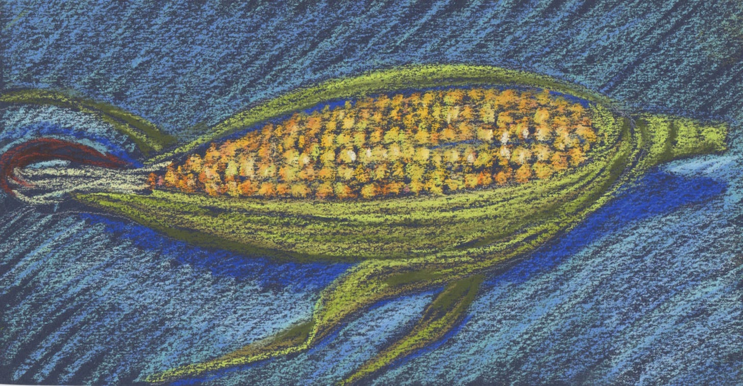 illustration corn on the cob with blue background